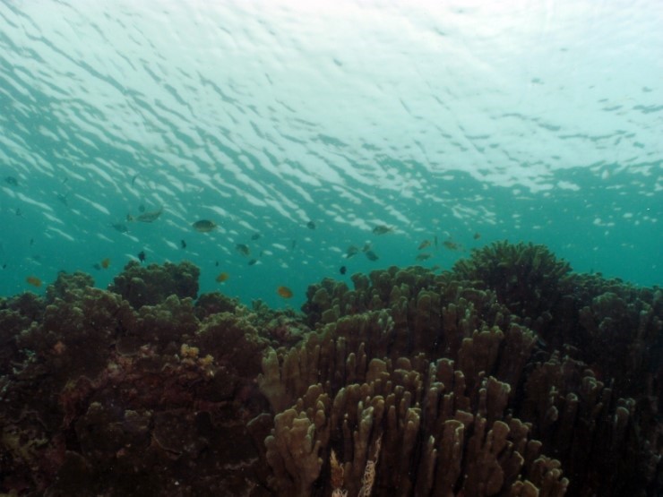 펀다이빙 - 필리핀 세부 건우다이브리조트 - 수밀론