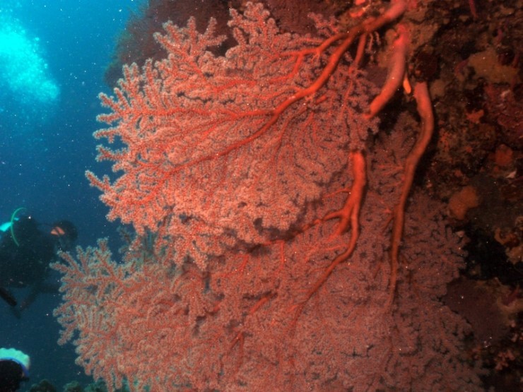 펀다이빙 - 필리핀 세부 건우다이브리조트 - 수밀론