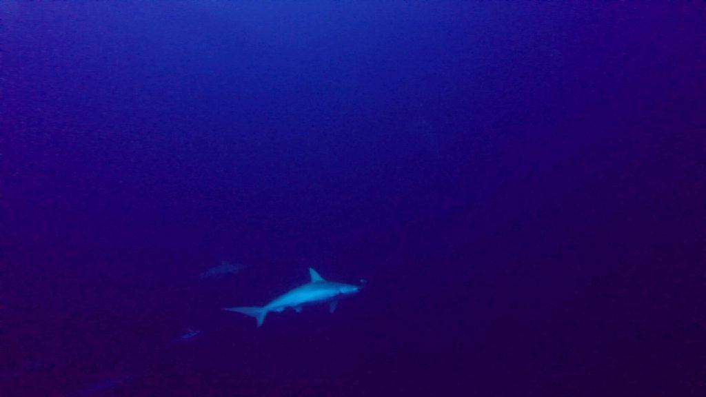 망치상어보기 - Yonaguni - Irijaki