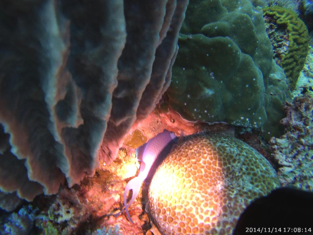 펀다이빙 - 필리핀 Dive7000Resort - 솜다레보