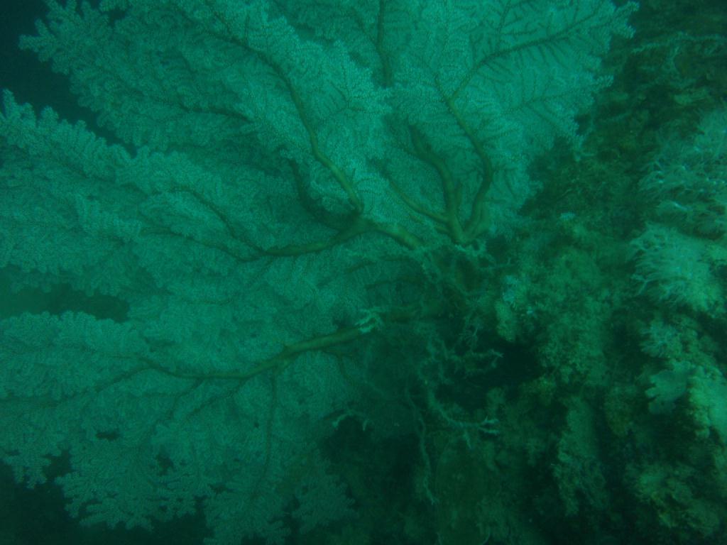 킹콩다이브리조트 - House  Reef (야간)