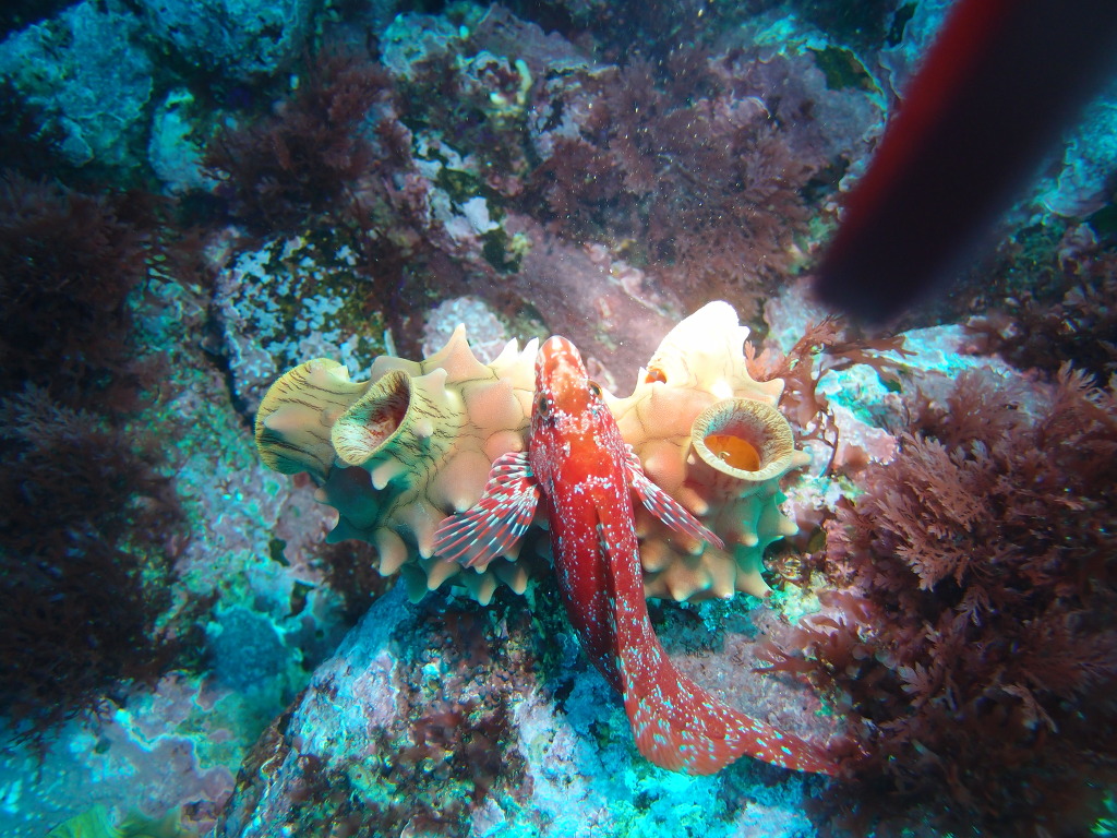 인공어초 촬영 - 울진워터월드 - 인공어초