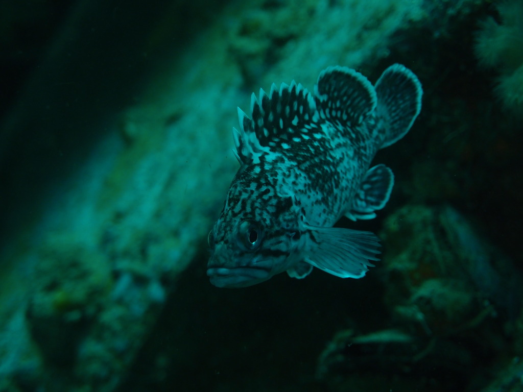 인공어초 촬영 - 울진워터월드 - 인공어초