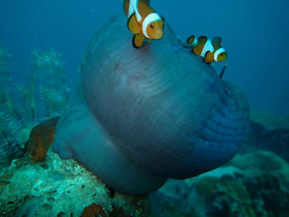 체크다이빙 and reef - Coron in Palawan - Twin peaks