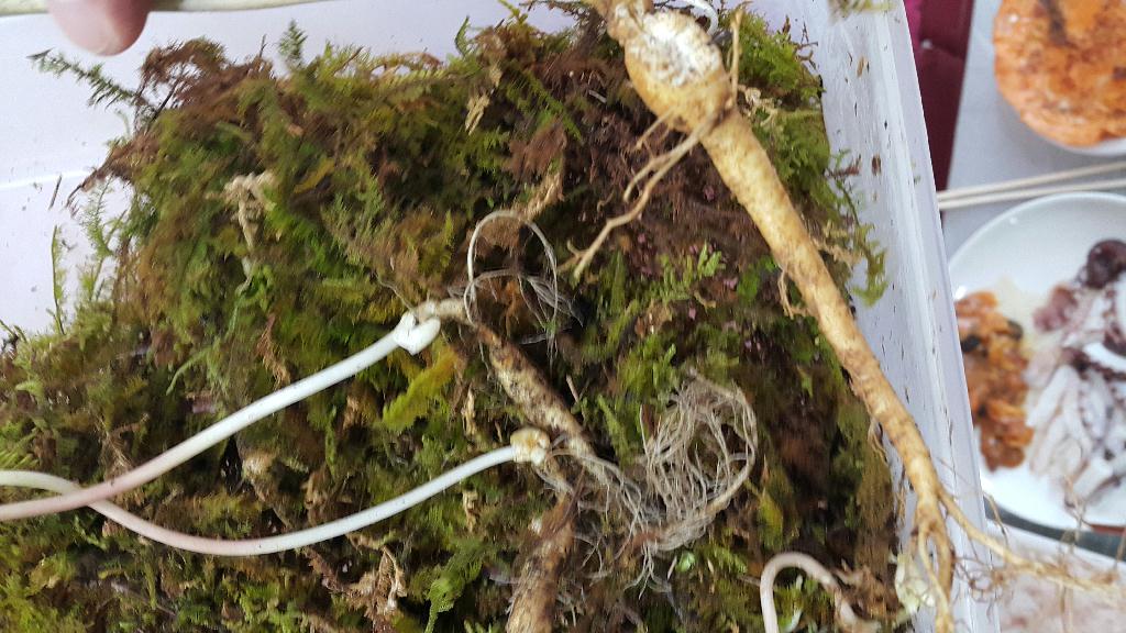 죽전다이브 - 15미터 암반짬