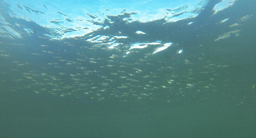 펀다이빙 - 사방비치 - Wreck Point