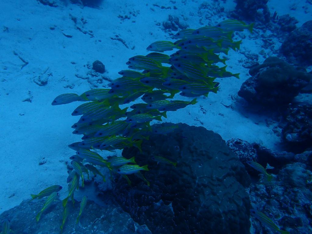 만타보기 - 팔라우ppdc - 저먼채널