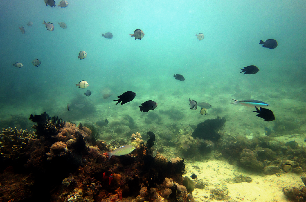 JM다이브 첫해외 투어 - 필리핀 사방 - sabang wreck