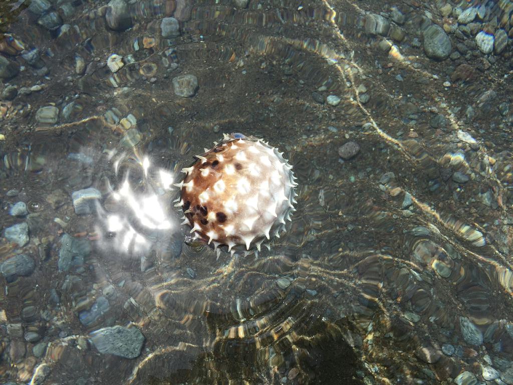 Fun Diving - 두마게티 - Ceres