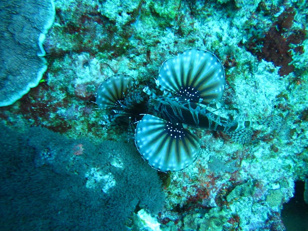 펀다이빙 - 필리핀 릴로안 노블레스 리조트 - 산타마리아 트로피칼