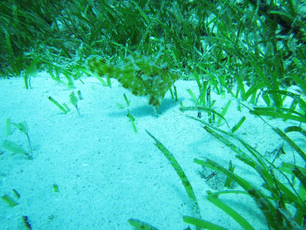 펀다이빙 - 필리핀 막탄 - J다이브 앞 정어리떼 포인트 (꼰띠끼)