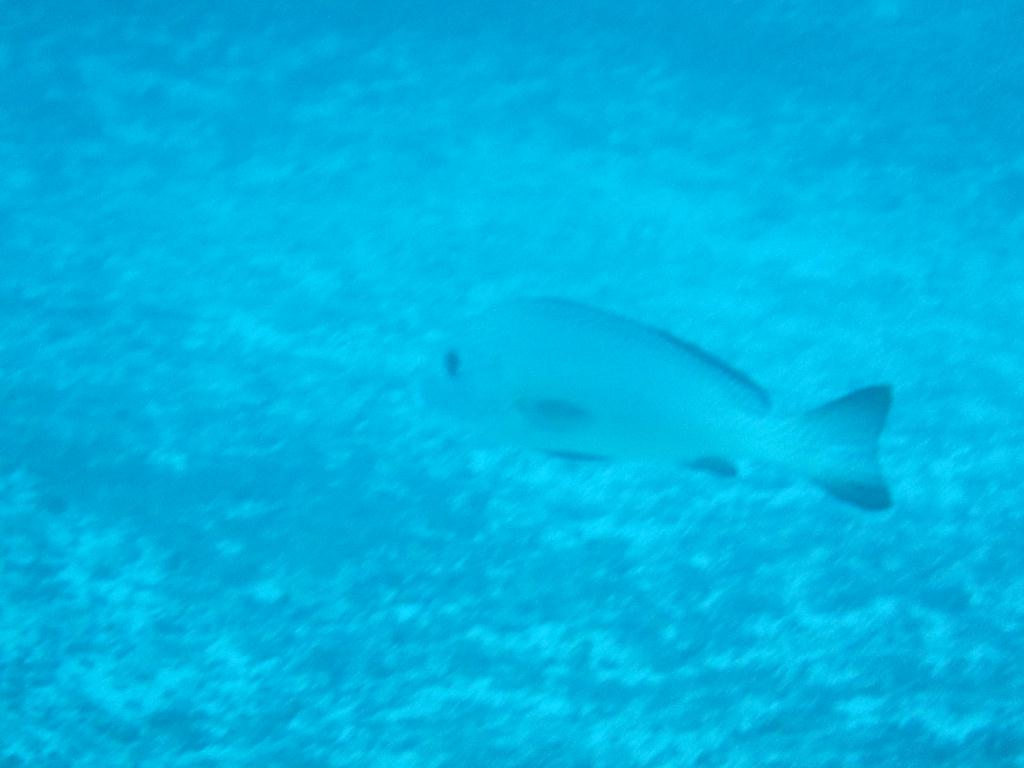 펀다이빙 - 필리핀 릴로안 노블레스 리조트 - 산타마리아 트로피칼