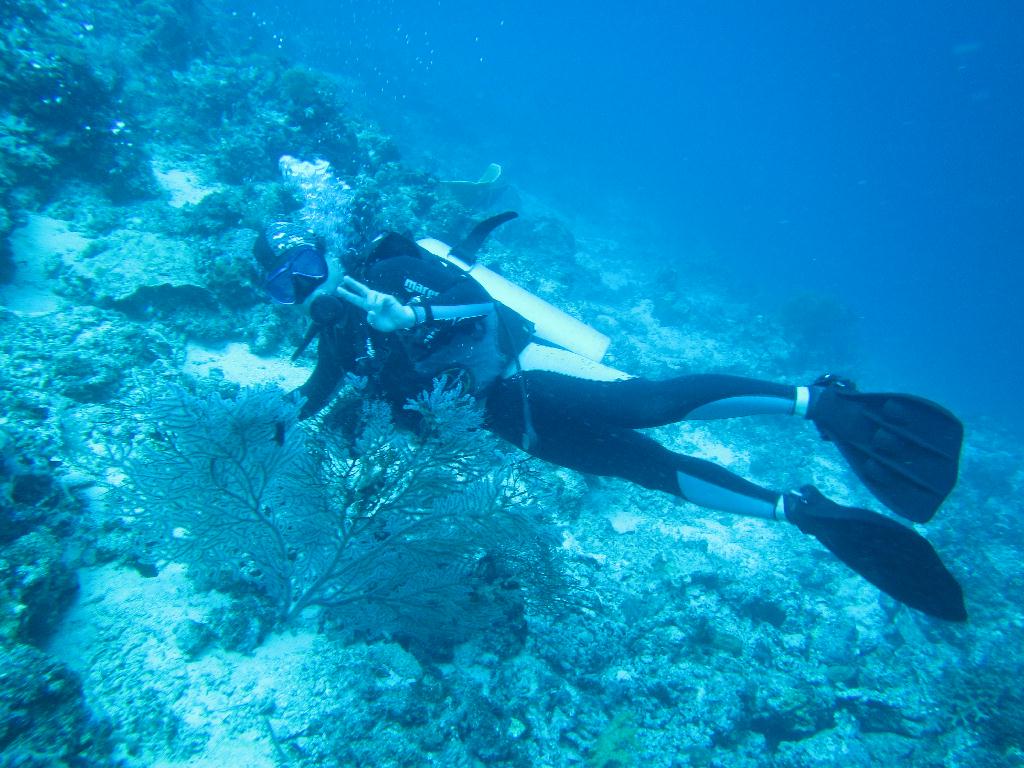 펀다이빙 - 필리핀 막탄 - J다이브 앞 정어리떼 포인트 (꼰띠끼)