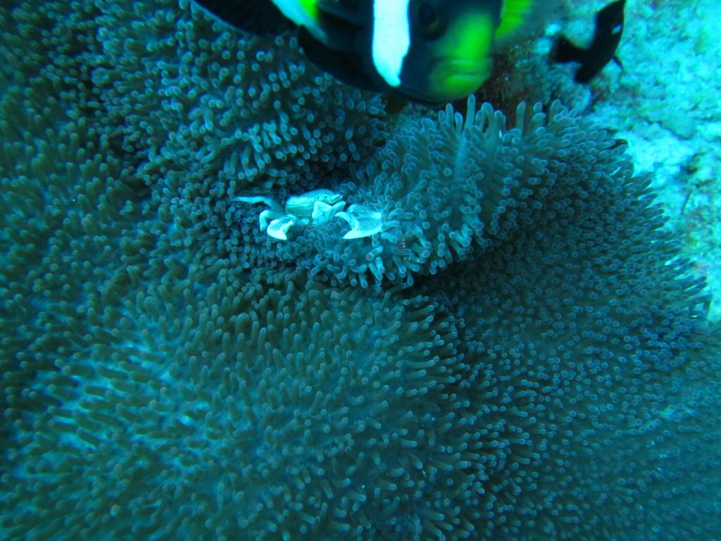 펀다이빙 - 필리핀 릴로안 노블레스 리조트 - 산타마리아 트로피칼