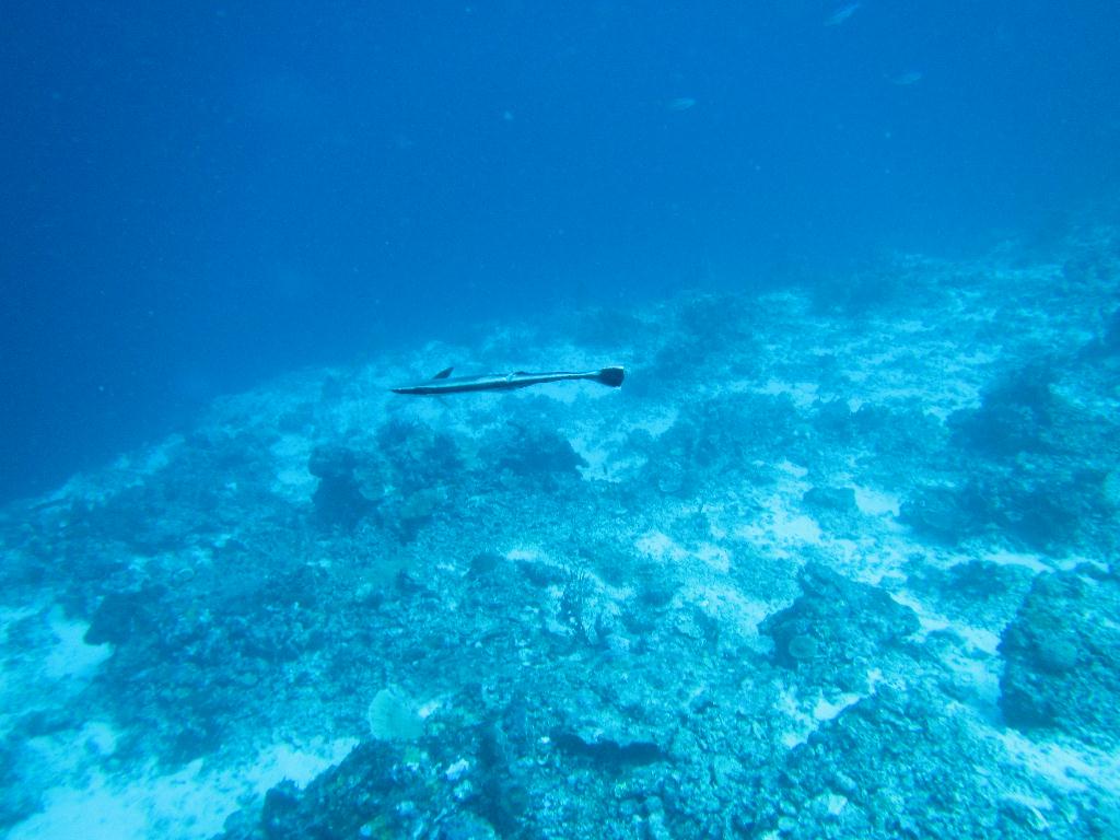 펀다이빙 - 필리핀 막탄 - J다이브 앞 정어리떼 포인트 (꼰띠끼)