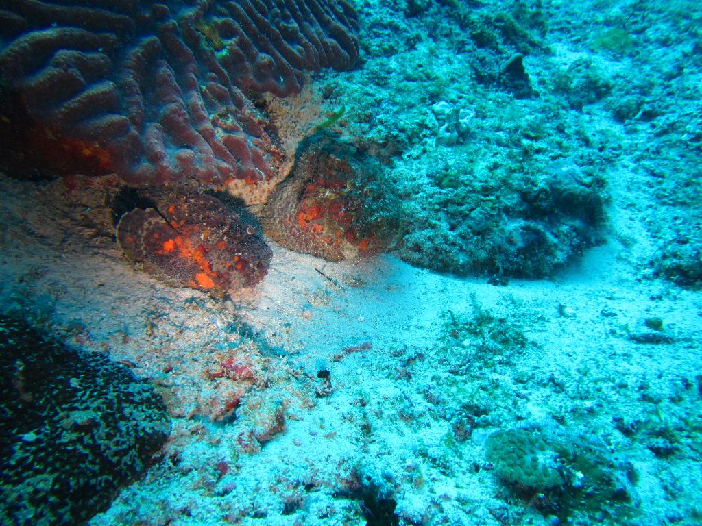 펀다이빙 - 필리핀 릴로안 노블레스 리조트 - 산타마리아 트로피칼