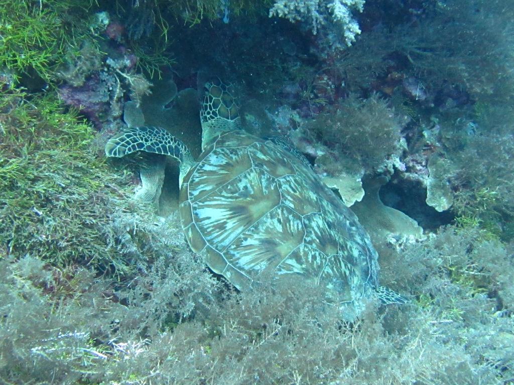 펀 다이빙 - 팔라우(그랑블루) - Tuttle cove