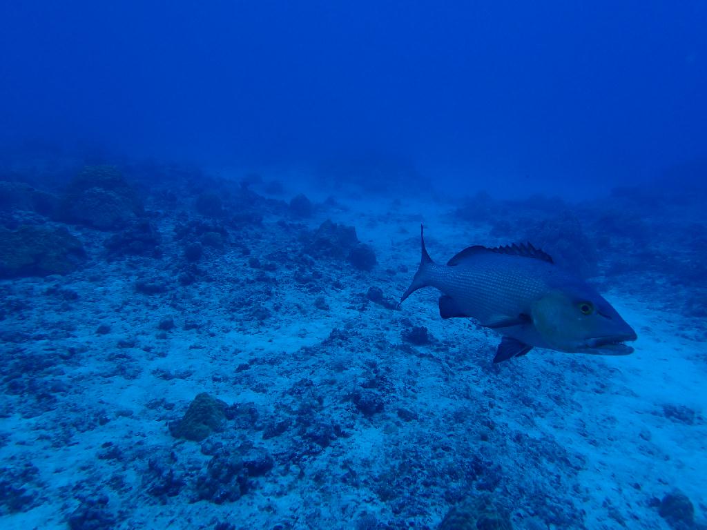 티니안 - 레드홀