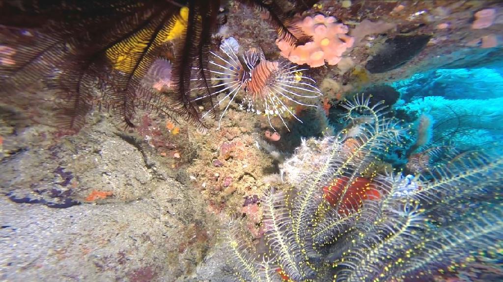 펀다이빙 - 민도르 사방 레드썬 리조트 - monkey beach