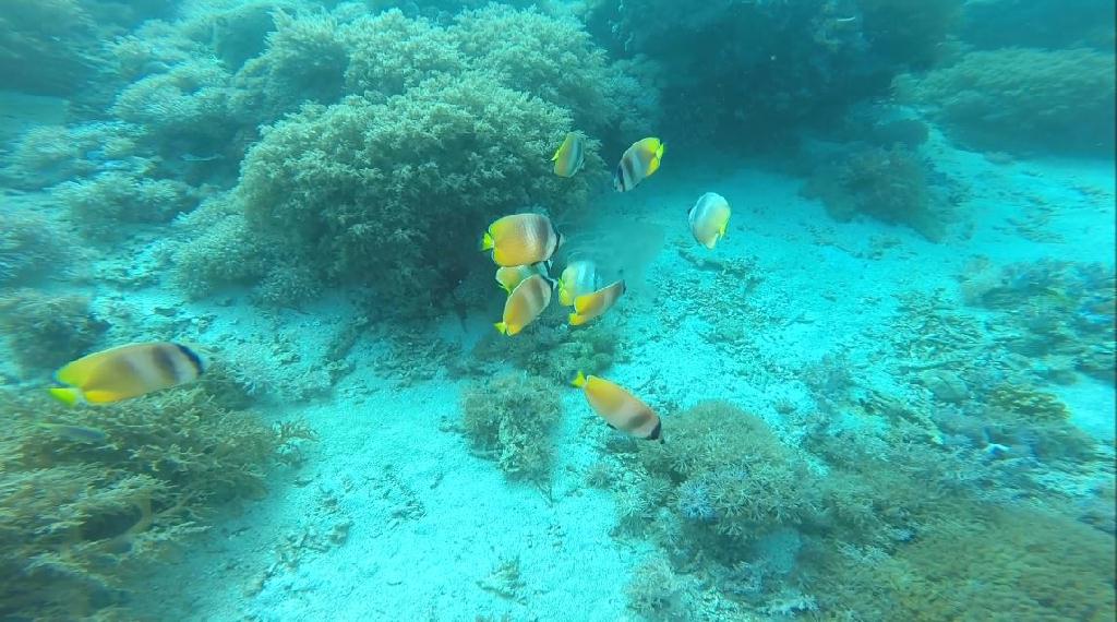 펀다이빙 - 민도르 사방 레드썬 리조트 - monkey beach