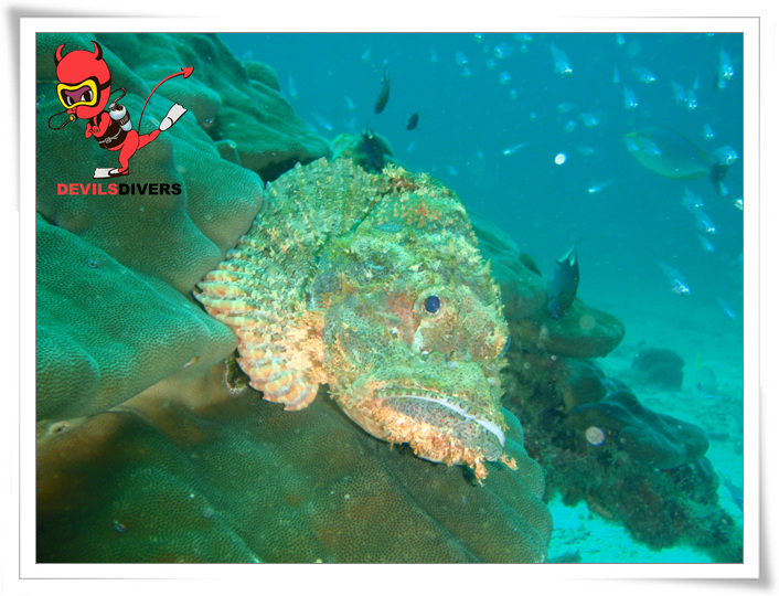 푸켓 - racha yai bay 3 point
