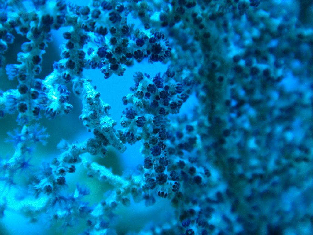 보홀 블루워터다이브샵 - 카빌라오 - Light House