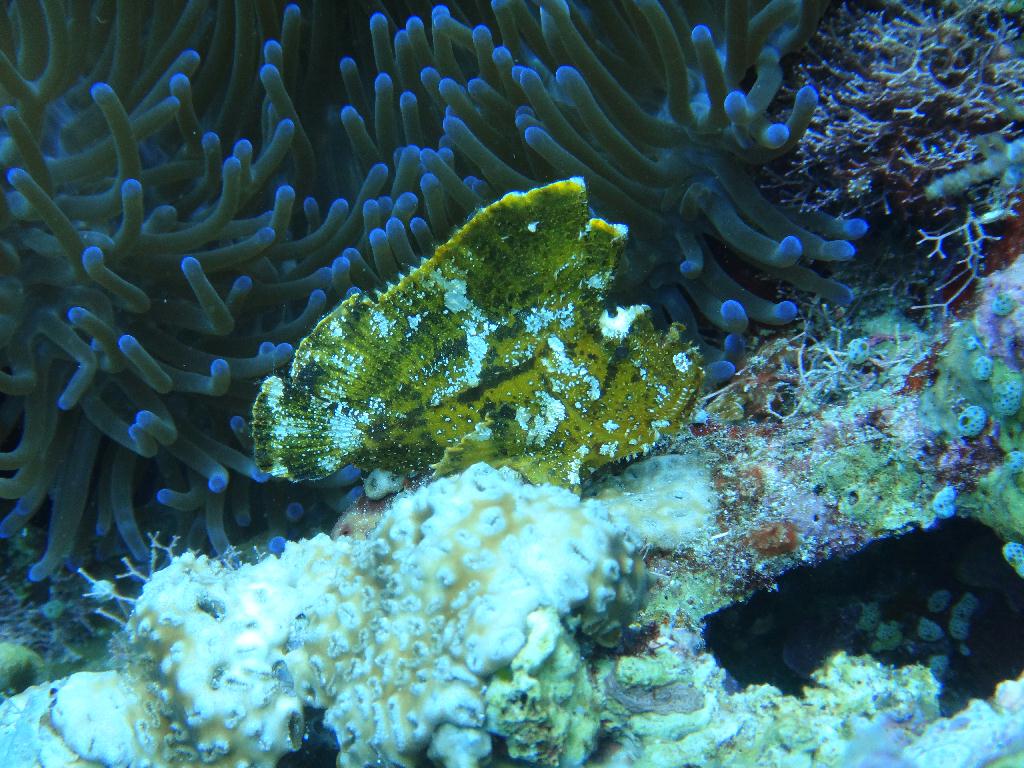 보홀 블루워터다이브샵 - 카빌라오 - House Reef