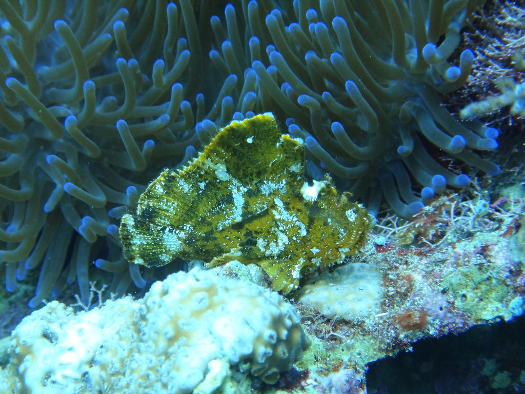 보홀 블루워터다이브샵 - 카빌라오 - House Reef