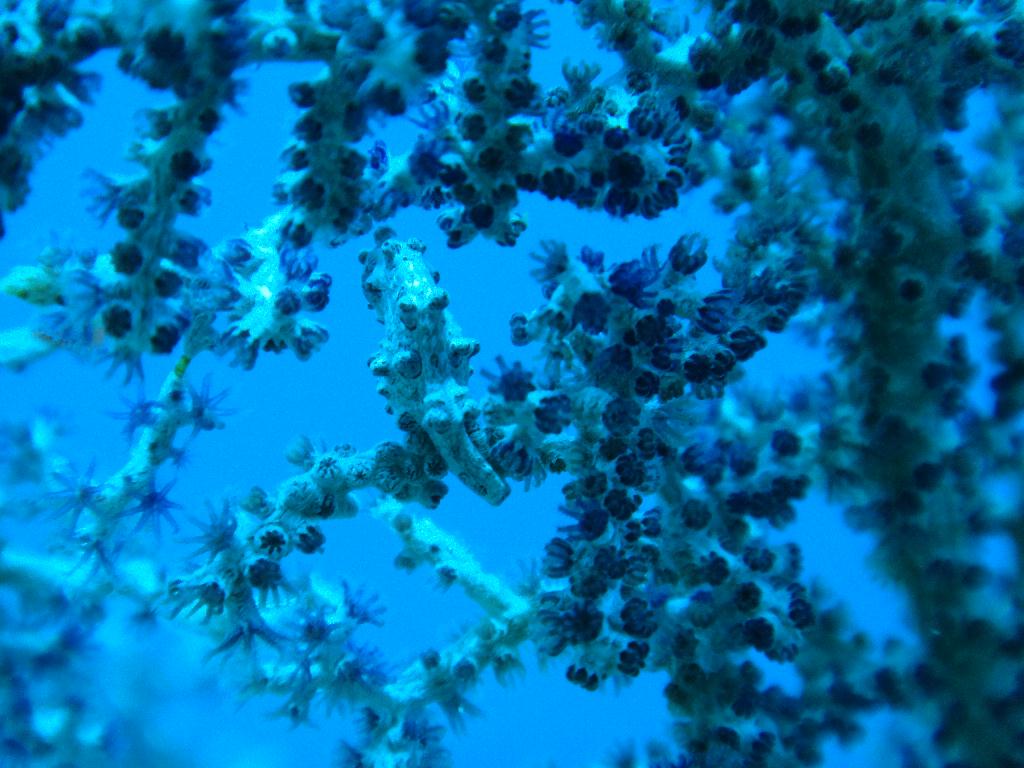 보홀 블루워터다이브샵 - 카빌라오 - Light House