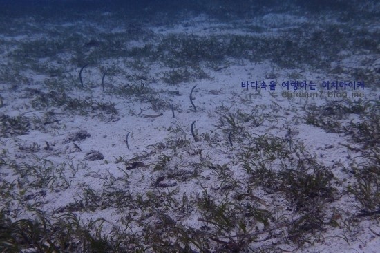 세부막탄 씨홀스 - Olango Talima Sanctuary