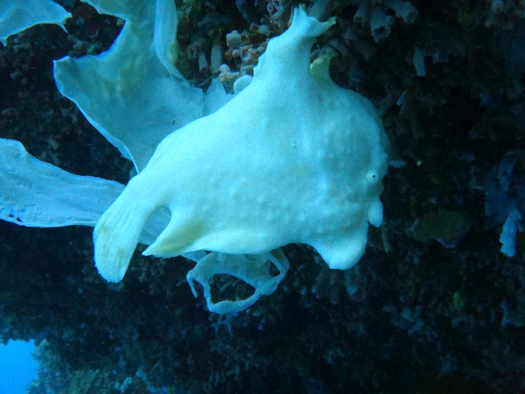 거북이 찾기! - 보홀 블루워터다이브샵 - 발리카삭- (fish) Sanctuary