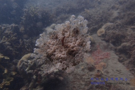 코론 - Lusong Gunboat