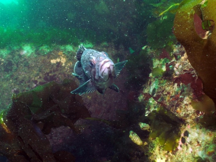 펀다이빙 - 경북 울진 나곡수중 - 난파선