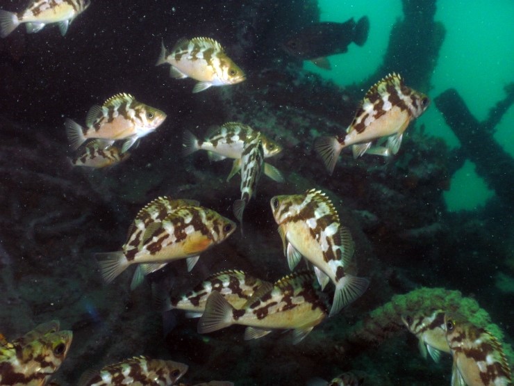 펀다이빙 - 경북 울진 나곡수중 - 난파선