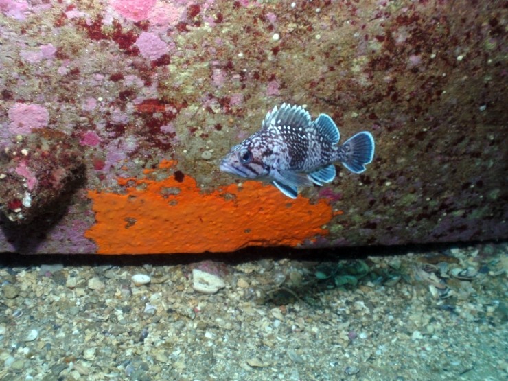 펀디이빙 - 강원도 양양 38마린리조트 - 퓨전