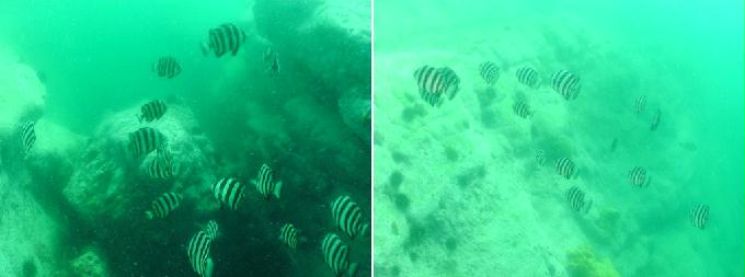 Fun Diving - Yangyang Kangwondo, South Korea - White Rock