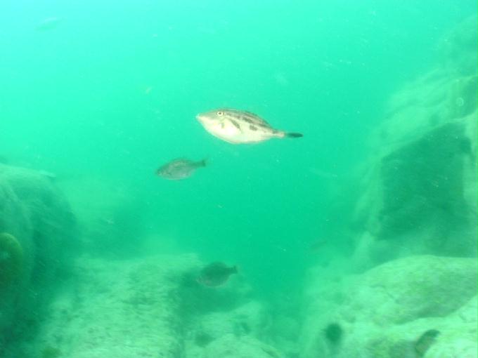 Fun Diving - Yangyang Kangwondo, South Korea - White Rock