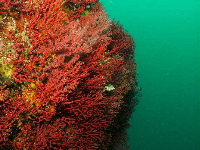 Fun Diving - Yangyang Kangwondo, South Korea - Yung Prow