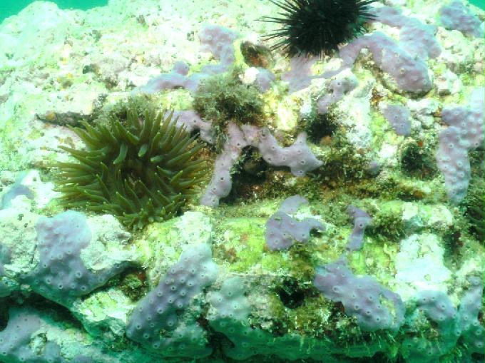 Fun Diving - Yangyang Kangwondo, South Korea - White Rock