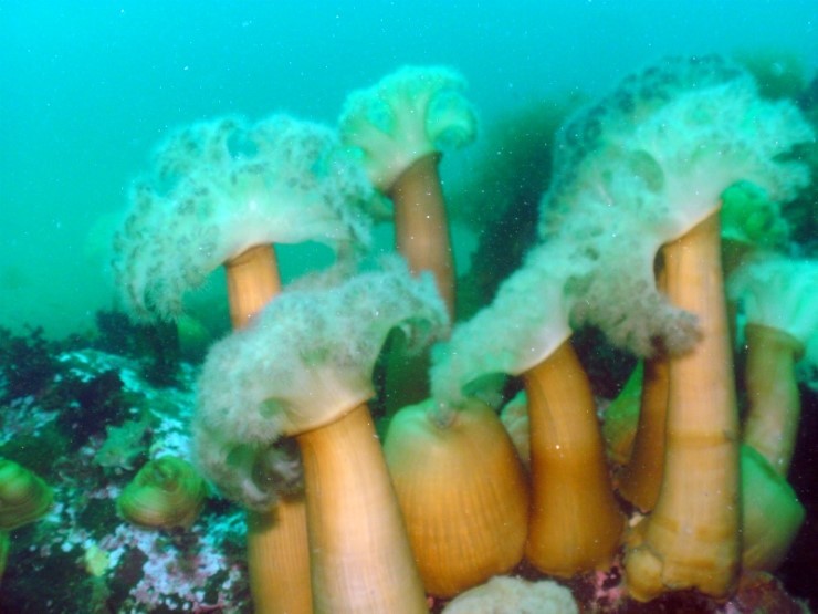 Fun Diving - Yangyang Kangwondo, South Korea - Hae-Sam-i-Ne