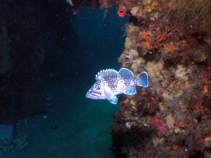 Fun Diving - Yangyang Kangwondo, South Korea - Hae-Sam-i-Ne