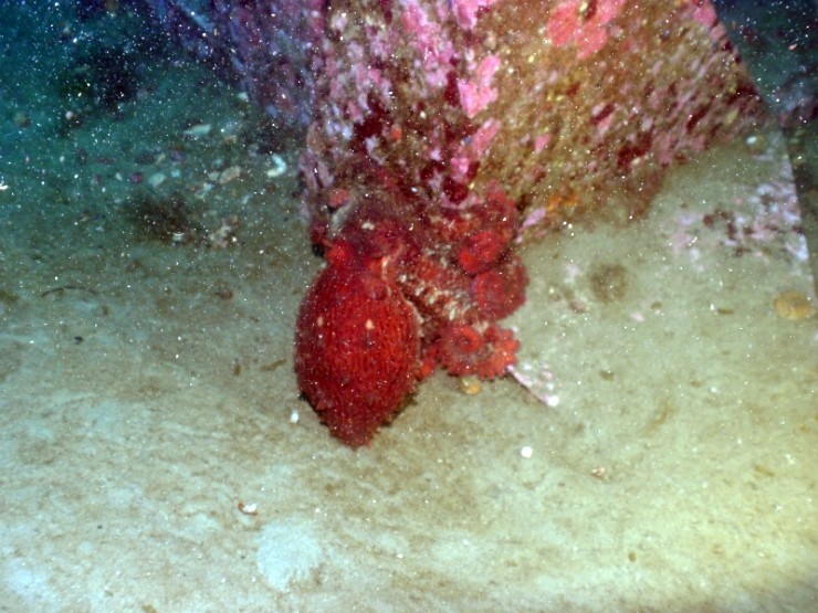 Fun Diving - Yangyang Kangwondo, South Korea - Hae-Sam-i-Ne