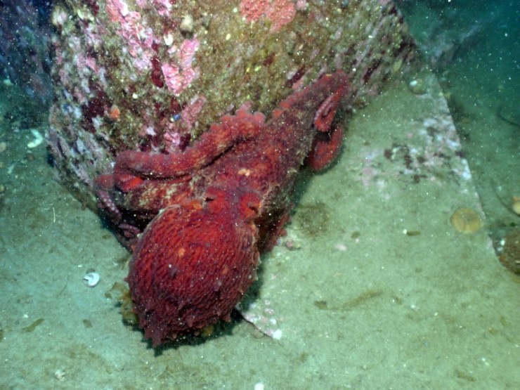 Fun Diving - Yangyang Kangwondo, South Korea - Hae-Sam-i-Ne