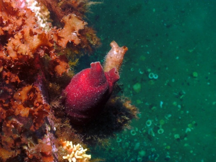 Fun Diving - Yangyang Kangwondo, South Korea - Hae-Sam-i-Ne