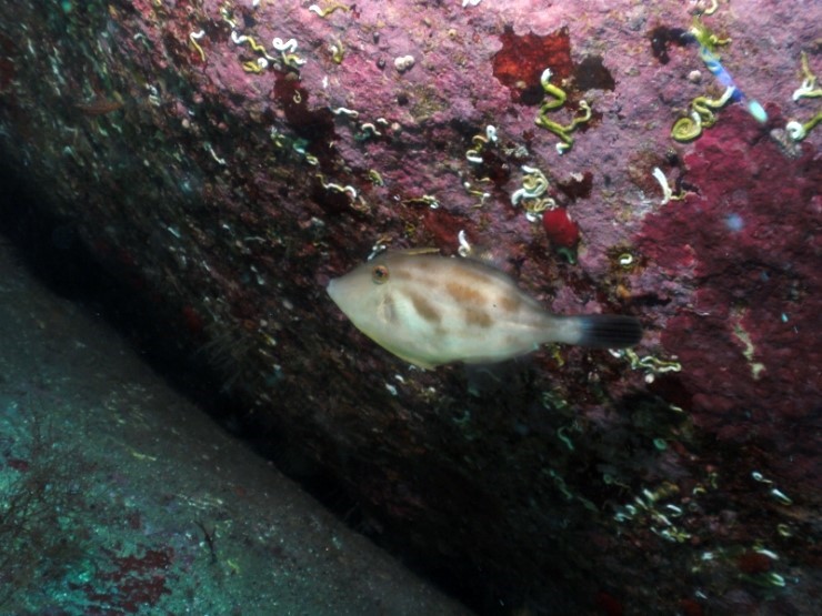 Fun Diving - Yangyang Kangwondo, South Korea - Mojavan
