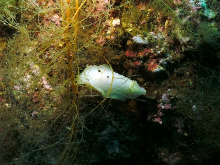 Fun Diving - Yangyang Kangwondo, South Korea - Fusion
