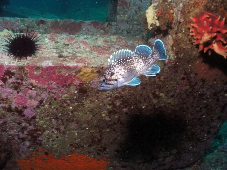 Fun Diving - Yangyang Kangwondo, South Korea - Fusion