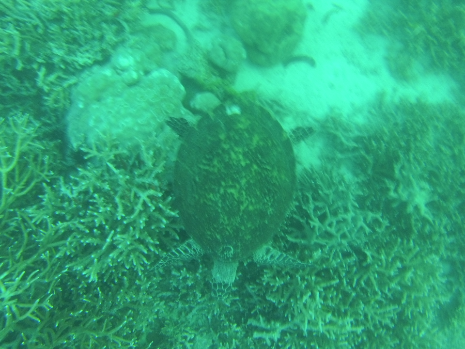 Fun Dive - Renggis Island, Tioman Island