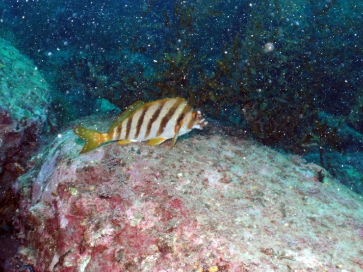 Fun Diving - Jeju island, South Korea - Moon Island