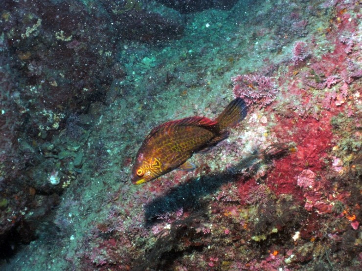 Fun Diving - Jeju island, South Korea - Moon Island